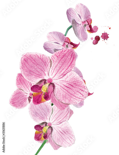 Naklejka na drzwi branch of orchids