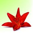 Photo-realistic vector beautiful red lily