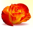 Vector photo-realistic red rose on a white background