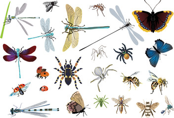 Poster - set of color spiders and insects