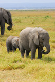 Fototapeta Sawanna - African baby elephants