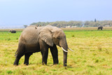 Fototapeta Sawanna - African elephant