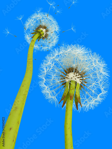 Obraz na płótnie canvas trzyczęściowy "tryptyk" 3d dandelions