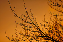 Tree With Budding Branches Silhouette Against Sunset