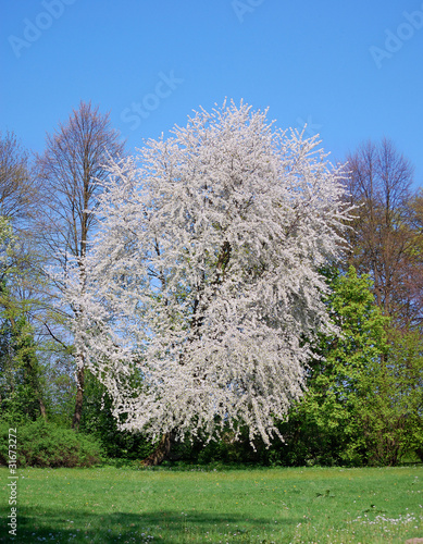 Weiß blühender Kirschbaum