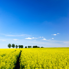 Raps unter blauem Himmel 2