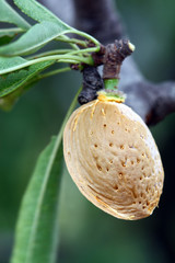 close-up almond seed on the tree branch