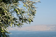 Olive tree against the Galillee sea and mountains