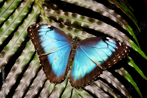 Tapeta ścienna Wspólny niebieski motyl morpho