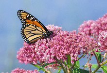 Monarch Butterfly On Swamp Milkweed Wildflower