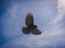 Alpine Blackbird Flying In Blue Sky. Mountain Wildlife.
