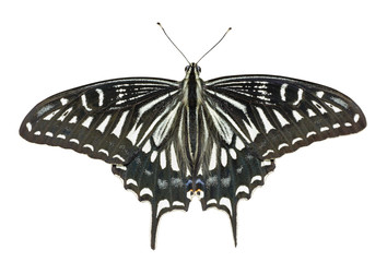 Poster - Butterfly (Papilio xuthus) 15