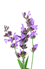 Poster - salvia flowers