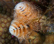 Christmas Tree Worm, picture taken in south east Florida..