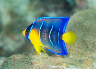Juvenile Queen Angelfish, picture taken in south east Florida..