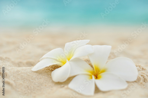 Fototeppich - Tempelblume am Strand (von MARIMA)