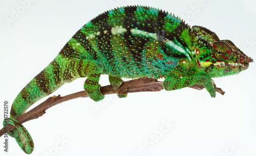 Naklejka samoprzylepna Kameleon chamaeleo pardalis, spotkanie z wyspą