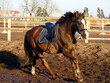 Brown horse cantering