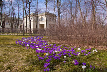 Bunch Of Violet Crocuses In Warsaw Lazienki Park