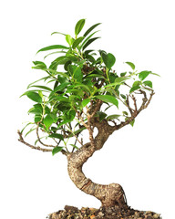 Wall Mural - bonsai tree isolated on white