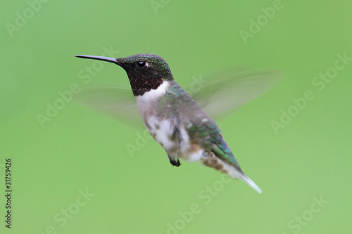 Plakat na papierze fotorealistycznym Rubinowy koliber (archilochus colubris)