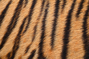 Sticker - tiger skin