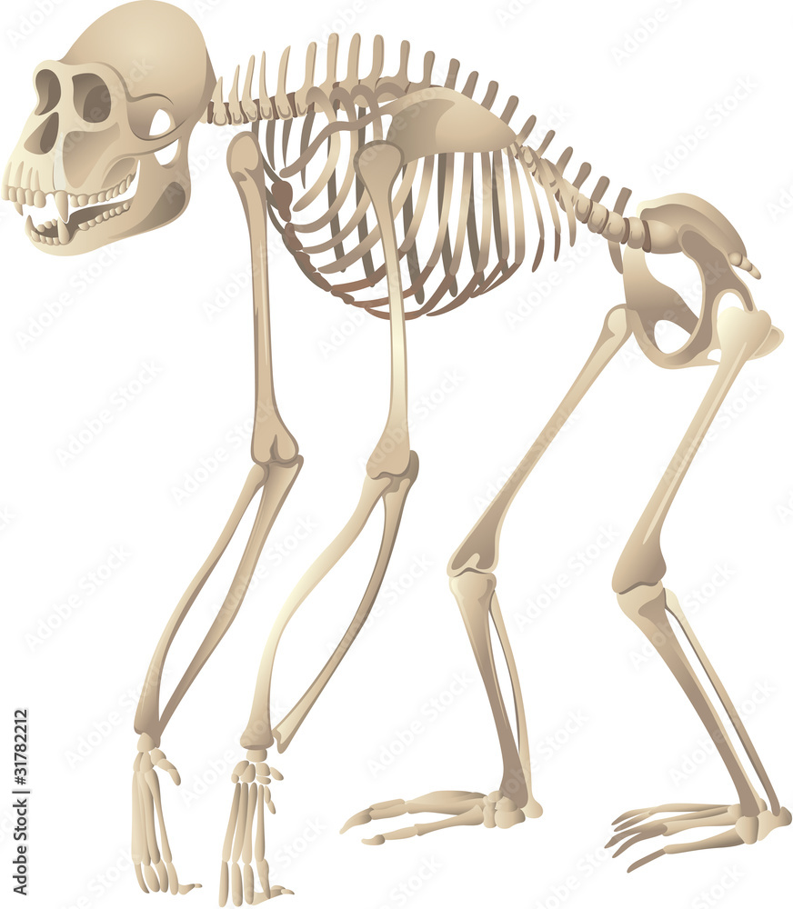 monkey skeleton Stock Vector | Adobe Stock