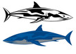vector shark