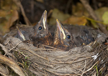 Bird Nest With Young Birds - Eurasian Blackbird