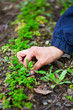 © Xalanx - Woman hand weeding through parsley