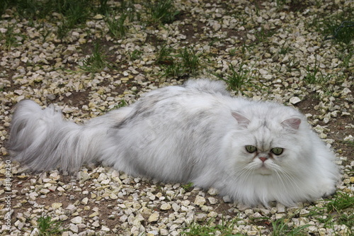  Fototapeta kot   szynszyle-perskie