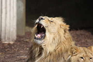 Wall Mural - roaring african lion