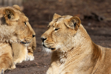 Poster - African lioness