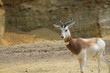 © Thibaut - antilope