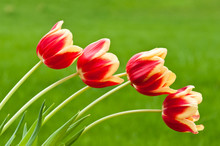 Four Red And Yellow Tulips On Green Background