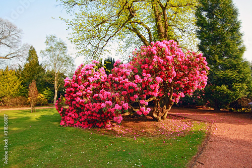 Obraz w ramie Beautiful, old park with azalea trees