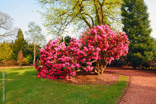 Tapeta ścienna na wymiar Beautiful, old park with azalea trees