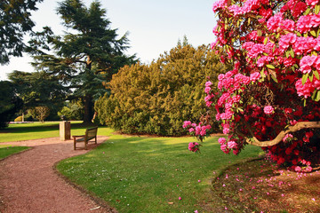 Wall Mural - Beautiful, old park with azalea trees