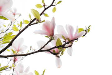 Sticker - Beautiful magnolia flowers isolated on white