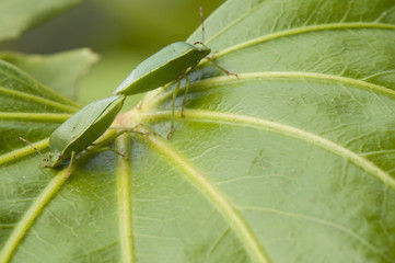 two green insects mating on a leaf