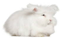 English Angora Rabbit In Front Of White Background