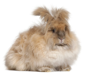 Wall Mural - English Angora rabbit in front of white background