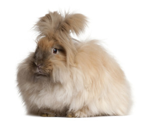 Wall Mural - English Angora rabbit in front of white background