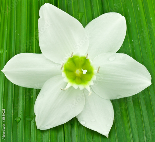 Fleur Blanche Du Lys De La Vierge Sur Feuille Verte Buy