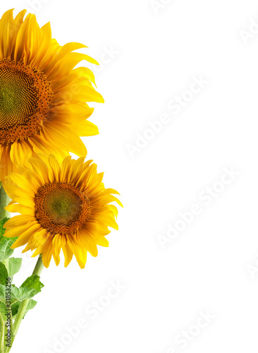 Fototapeta do kuchni The beautiful sunflower