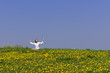 © runzelkorn - Frau entspannt auf der Wiese vor blauem Himmel