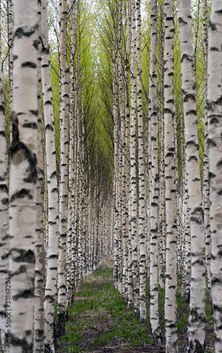 Naklejka na szafę Birch trees