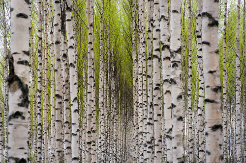 Naklejka na szafę Birch trees