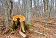 old stump in a beech forest
