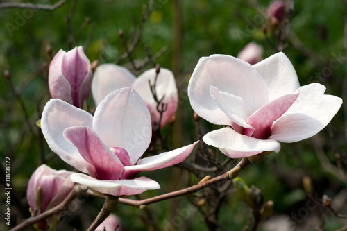 Board z aluminiowym obramowaniem Magnolia